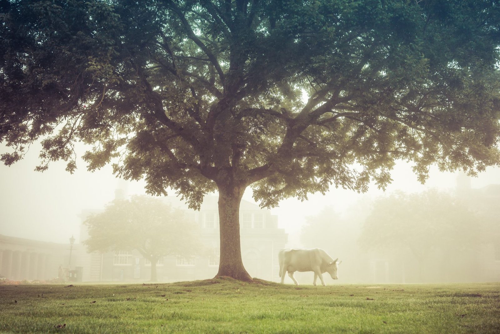 Trees & Cow in the Mist, Royal William Yard, Plymouth, England — fine-art photograph by Ivo Dukić.